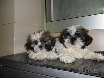 Shih-tzu