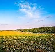 Rif.3947L| terreno agricolo porto viro