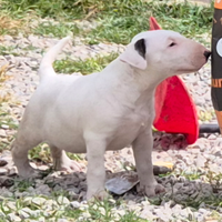 Bullterrier