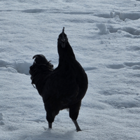 Galli ayman cemani giovani 6/8 mesi