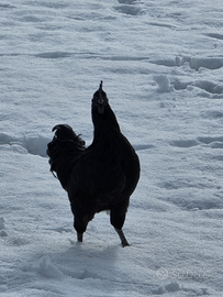 Galli ayman cemani giovani 6/8 mesi