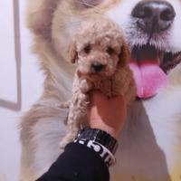 Barboncino toy femmina