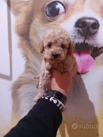 Barboncino toy femmina