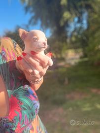 Cucciola chihuahua femmin