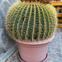 Cuscino della suocera