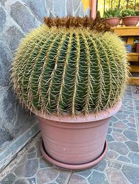 Cuscino della suocera