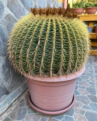 Cuscino della suocera