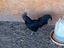 Immagine 6