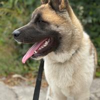 Akita americano 9 mesi