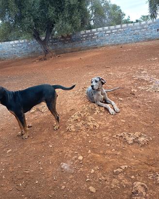 cani taglio grande in adozione 