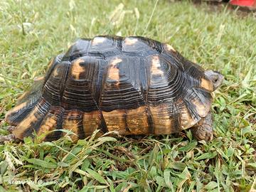 Tartaruga marginata maschio adulto e riproduttivo