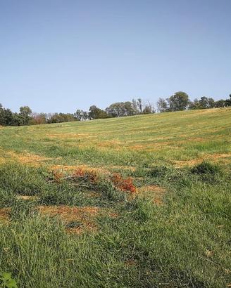 Terreno agricolo 3,5 ha con pozzo