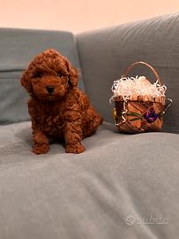 Barboncino toy red
