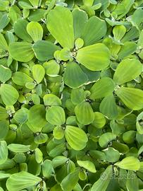 Pistia (Cavolo d’Acqua)