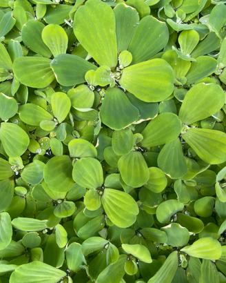Pistia (Cavolo d’Acqua)
