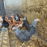 galline-campagnole