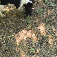 Cucciola Cocker avviata al tartufo