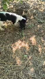 Cucciola Cocker avviata al tartufo