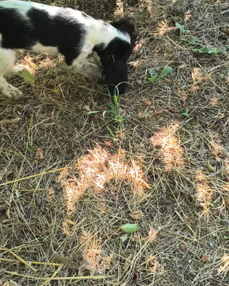Cucciola Cocker avviata al tartufo