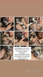 Cuccioli incrocio amstaff e american bully