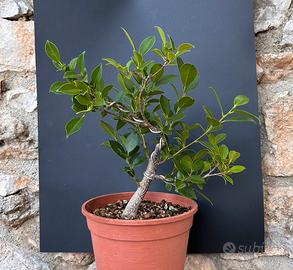 Bonsai Ficus Retusa