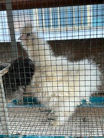 Galline ornamentali