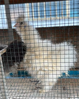 Galline ornamentali