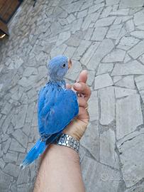 Parrocchetto dal collare