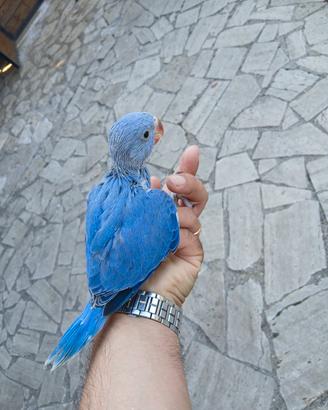 Parrocchetto dal collare
