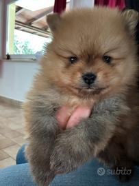 Spitz Pomerania