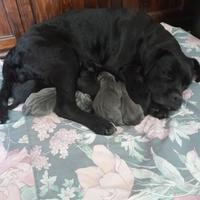 Cuccioli Cane Corso