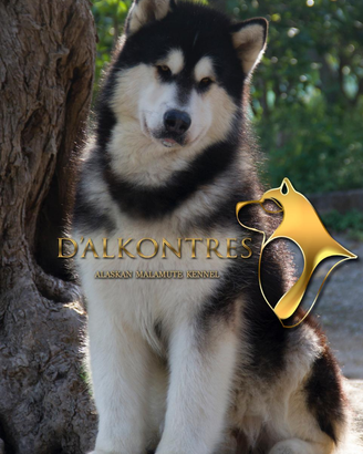 Alaska Malamute 3 cucciole disponibili