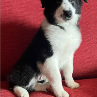 Cucciolo di Border Collie