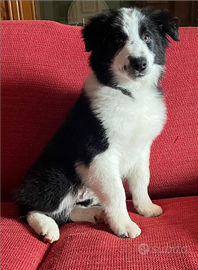 Cucciolo di Border Collie