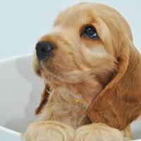 Cucciolo cocker spaniel inglese con pedigree