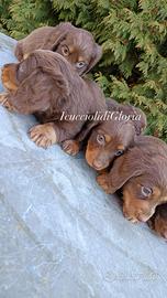 Bassotto pelo lungo cioco occhi azzurri