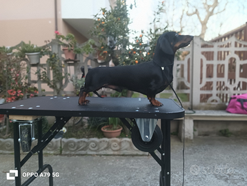 Bassotto kaninchen disponibile per monte