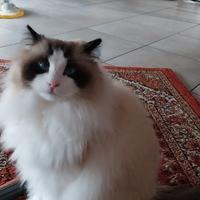 Disponibile maschio Ragdoll