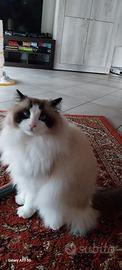 Disponibile maschio Ragdoll