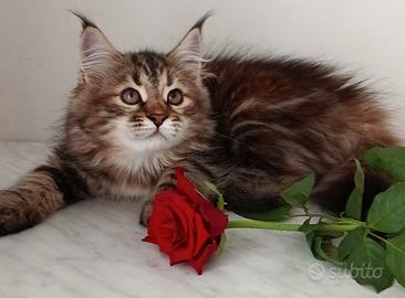 cuccioli gatto siberiano
