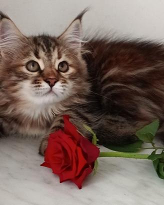 cuccioli gatto siberiano