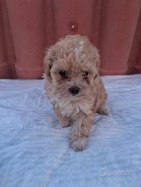 Cucciola maltipó