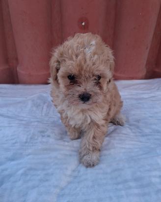 Cucciola maltipó