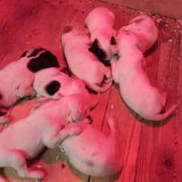 Cuccioli di setter inglesi