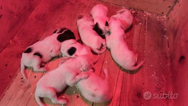 Cuccioli di setter inglesi