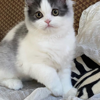 Cucciola di persiani normotipici FEMMINA