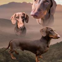 Bassotto con pedigree disponibile per accoppiament