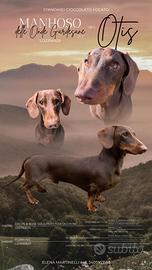 Bassotto con pedigree disponibile per accoppiament