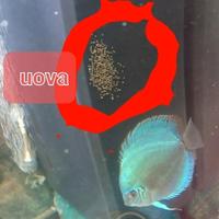 3 discus blu cobalto