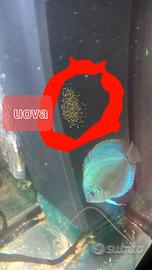 3 discus blu cobalto